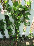 Malabar Spinach / Basella rubra  